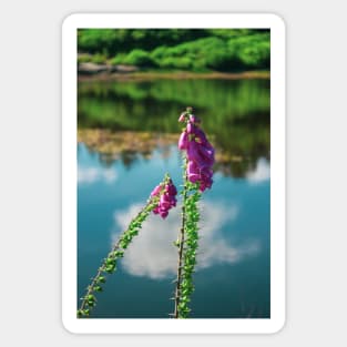 Purple flowers on the lake shore - Cragside Sticker